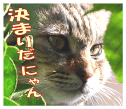 Stray cats in the garden sticker #13993182