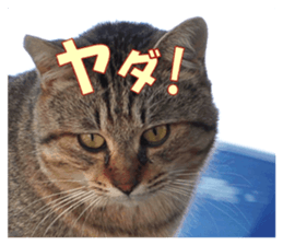 Stray cats in the garden sticker #13993183