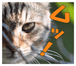 Stray cats in the garden sticker #13993184