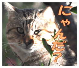 Stray cats in the garden sticker #13993185