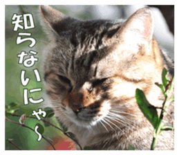 Stray cats in the garden sticker #13993186