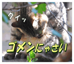 Stray cats in the garden sticker #13993187