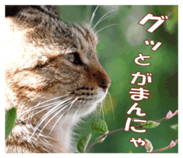 Stray cats in the garden sticker #13993188