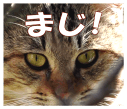 Stray cats in the garden sticker #13993189