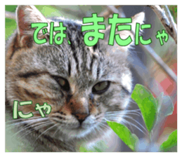 Stray cats in the garden sticker #13993190
