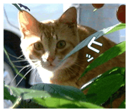 Stray cats in the garden sticker #13993191
