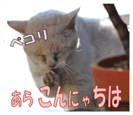 Stray cats in the garden sticker #13993192