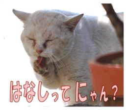 Stray cats in the garden sticker #13993193