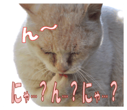Stray cats in the garden sticker #13993195
