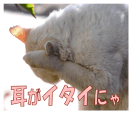 Stray cats in the garden sticker #13993196