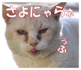 Stray cats in the garden sticker #13993197