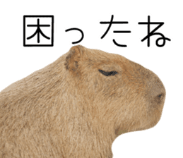 Capybara of Kapi-chan 3 sticker #13997662