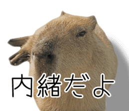 Capybara of Kapi-chan 3 sticker #13997663