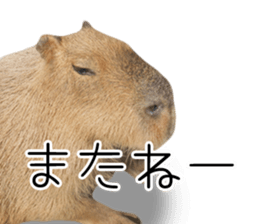 Capybara of Kapi-chan 3 sticker #13997664