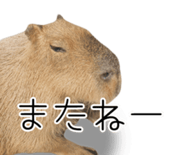 Capybara of Kapi-chan 3 sticker #13997664