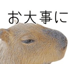 Capybara of Kapi-chan 3 sticker #13997665