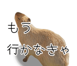 Capybara of Kapi-chan 3 sticker #13997666