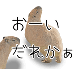 Capybara of Kapi-chan 3 sticker #13997667