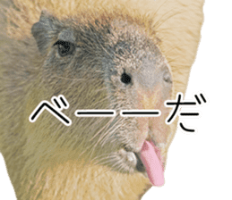 Capybara of Kapi-chan 3 sticker #13997668