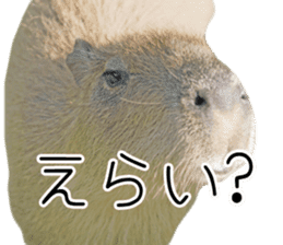 Capybara of Kapi-chan 3 sticker #13997669