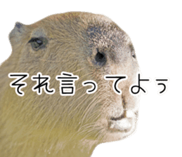 Capybara of Kapi-chan 3 sticker #13997670
