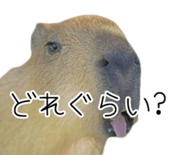 Capybara of Kapi-chan 3 sticker #13997671