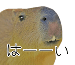 Capybara of Kapi-chan 3 sticker #13997672