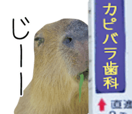Capybara of Kapi-chan 3 sticker #13997673