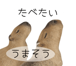 Capybara of Kapi-chan 3 sticker #13997674