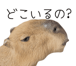 Capybara of Kapi-chan 3 sticker #13997675