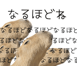 Capybara of Kapi-chan 3 sticker #13997676
