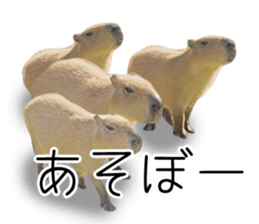Capybara of Kapi-chan 3 sticker #13997677