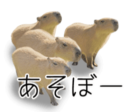 Capybara of Kapi-chan 3 sticker #13997677