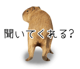 Capybara of Kapi-chan 3 sticker #13997678