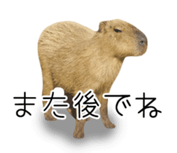 Capybara of Kapi-chan 3 sticker #13997679