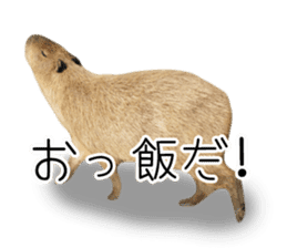 Capybara of Kapi-chan 3 sticker #13997680