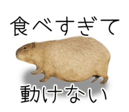 Capybara of Kapi-chan 3 sticker #13997681