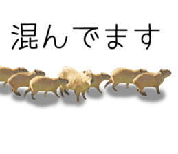 Capybara of Kapi-chan 3 sticker #13997682