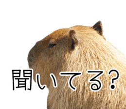 Capybara of Kapi-chan 3 sticker #13997683