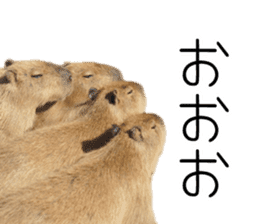 Capybara of Kapi-chan 3 sticker #13997684