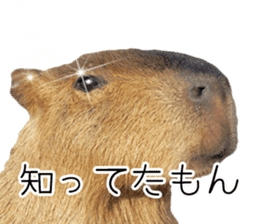 Capybara of Kapi-chan 3 sticker #13997685