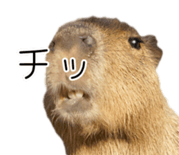 Capybara of Kapi-chan 3 sticker #13997686