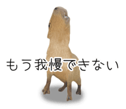 Capybara of Kapi-chan 3 sticker #13997687