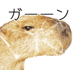Capybara of Kapi-chan 3 sticker #13997688