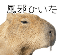 Capybara of Kapi-chan 3 sticker #13997689