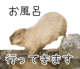 Capybara of Kapi-chan 3 sticker #13997690