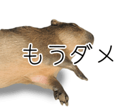 Capybara of Kapi-chan 3 sticker #13997691
