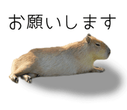 Capybara of Kapi-chan 3 sticker #13997692