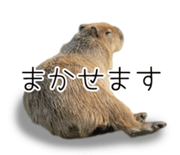 Capybara of Kapi-chan 3 sticker #13997693
