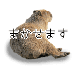 Capybara of Kapi-chan 3 sticker #13997693